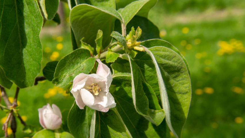 Cydonia oblonga 'Vranja' Blumen