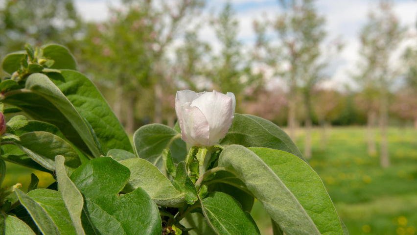 Cydonia oblonga 'Vranja' Blumen