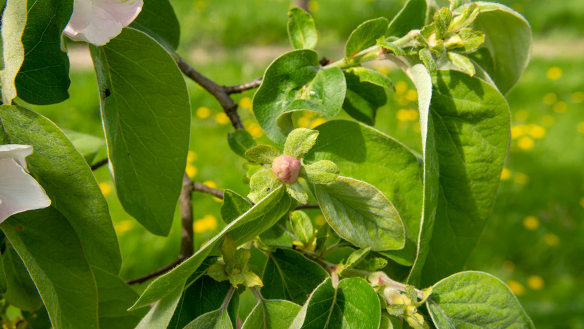 Cydonia oblonga 'Vranja' Blumen