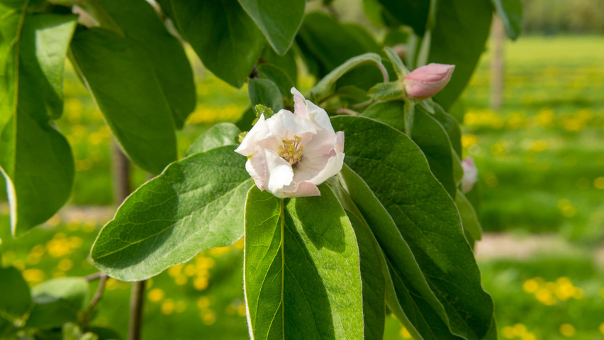 Cydonia oblonga 'Vranja' Blumen
