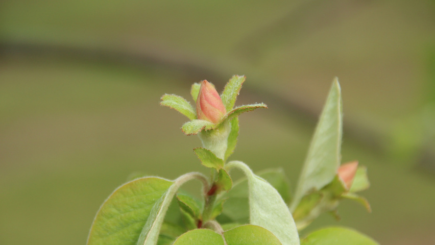 Cydonia oblonga 'Vranja' Blumen