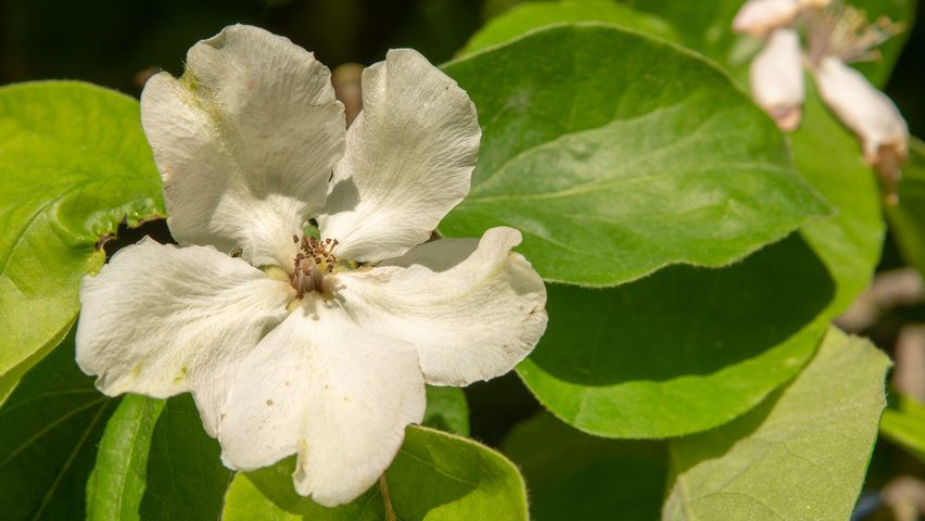 Cydonia oblonga 'Vranja' Blumen
