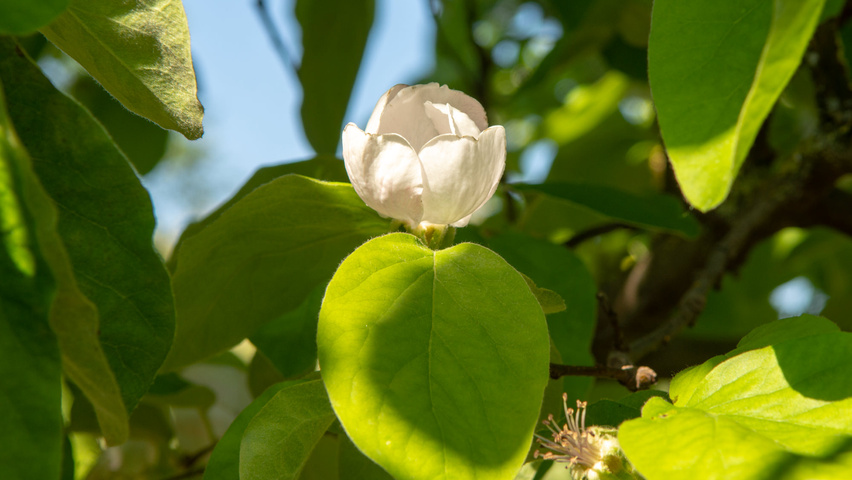 Cydonia oblonga 'Vranja' Blumen