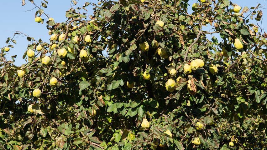 Cydonia oblonga 'Vranja' Frucht