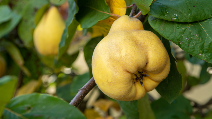 Cydonia oblonga 'Vranja' Frucht