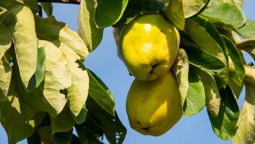 Cydonia oblonga 'Vranja' Frucht