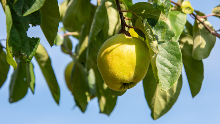 Cydonia oblonga 'Vranja' Frucht