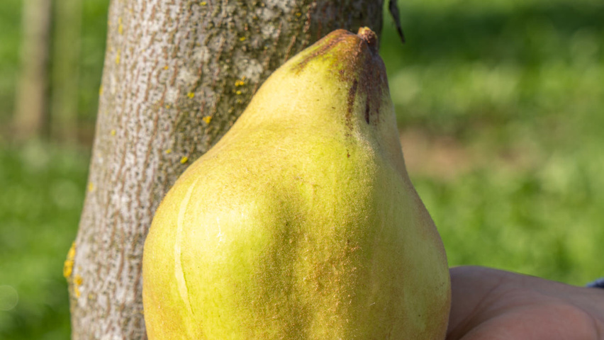 Cydonia oblonga 'Vranja' Frucht