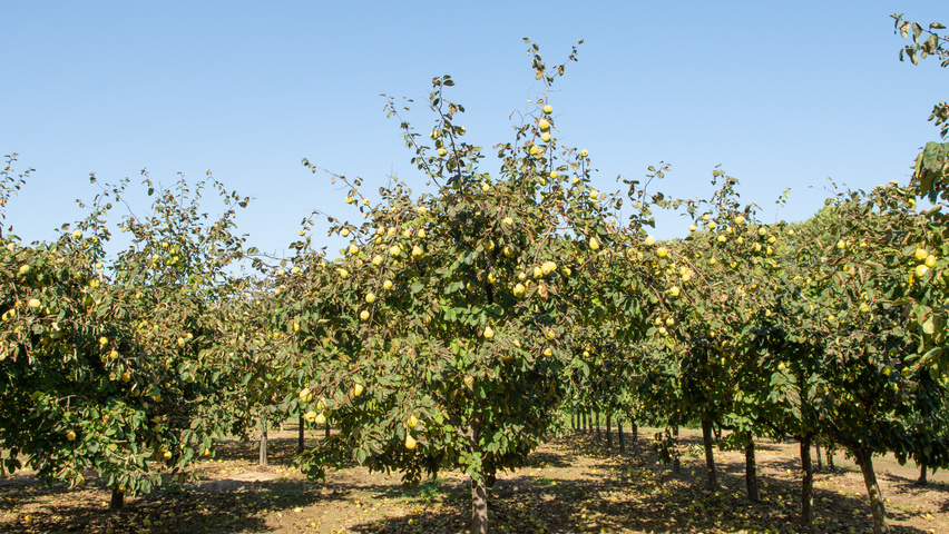 Cydonia oblonga 'Vranja' halbstämmige