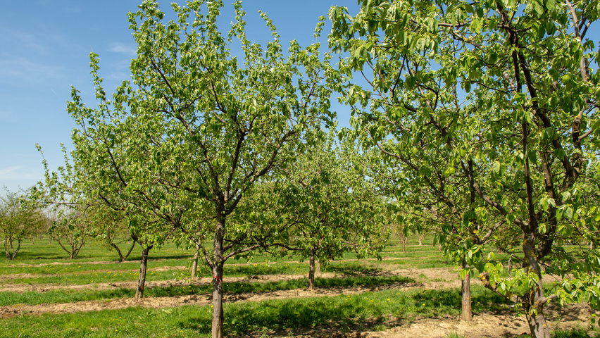Cydonia oblonga 'Vranja' halbstämmige