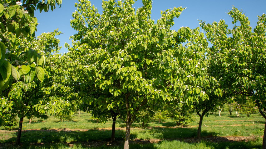 Cydonia oblonga 'Vranja' halbstämmige