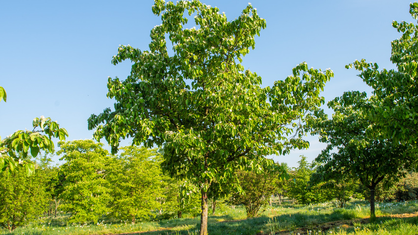 Cydonia oblonga 'Vranja' halbstämmige