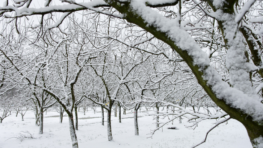 Cydonia oblonga 'Vranja' halbstämmige