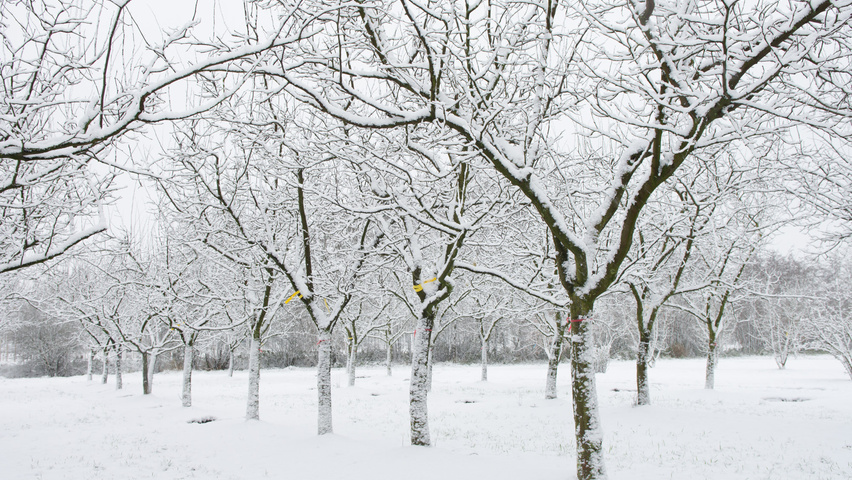 Cydonia oblonga 'Vranja' halbstämmige