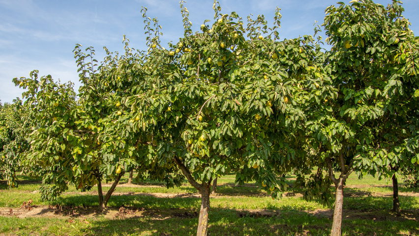 Cydonia oblonga 'Vranja' halbstämmige