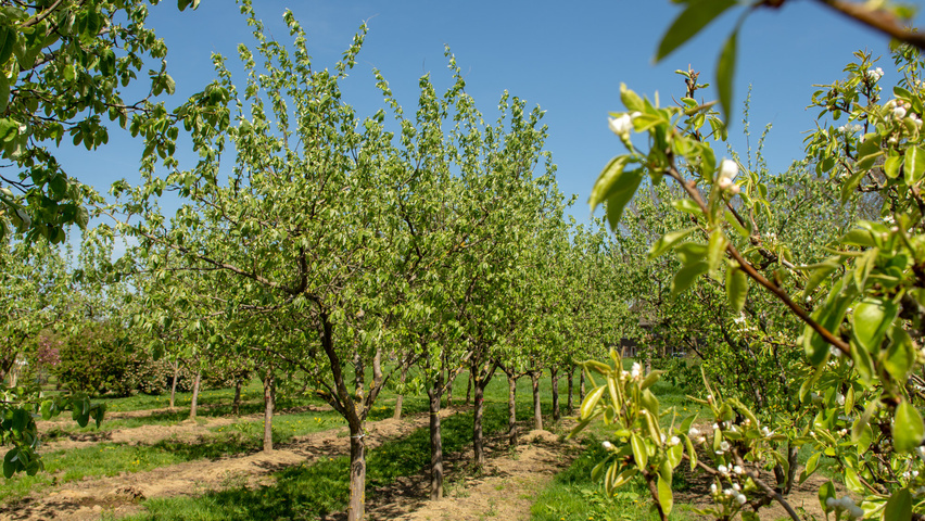 Cydonia oblonga 'Vranja' halbstämmige