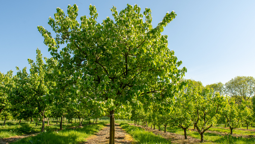 Cydonia oblonga 'Vranja' halbstämmige