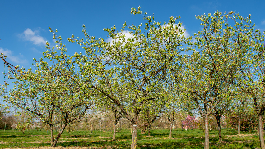 Cydonia oblonga 'Vranja' halbstämmige
