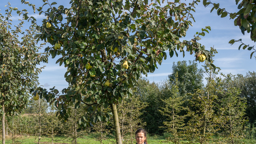 Cydonia oblonga 'Vranja' hochstämmig