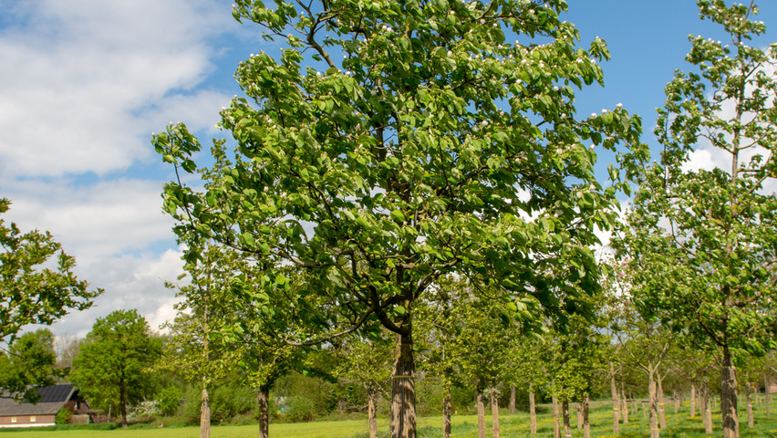 Cydonia oblonga 'Vranja' hochstämmig
