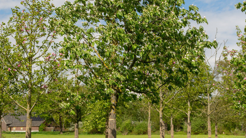 Cydonia oblonga 'Vranja' hochstämmig