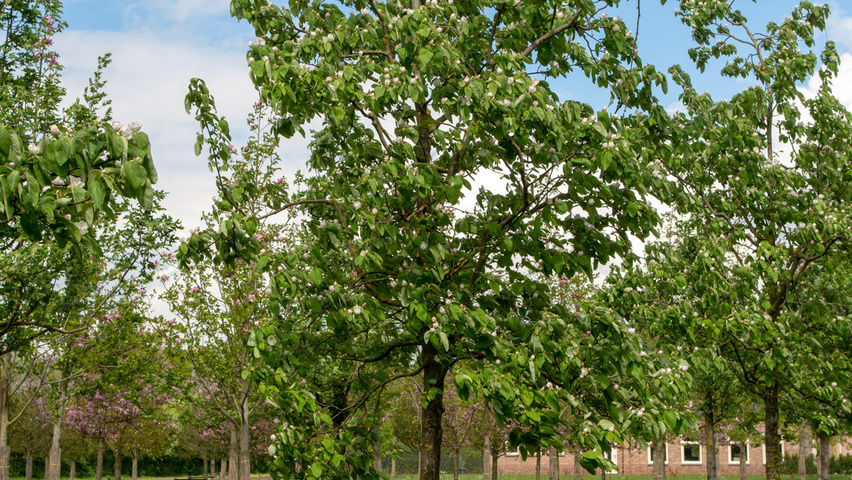 Cydonia oblonga 'Vranja' hochstämmig