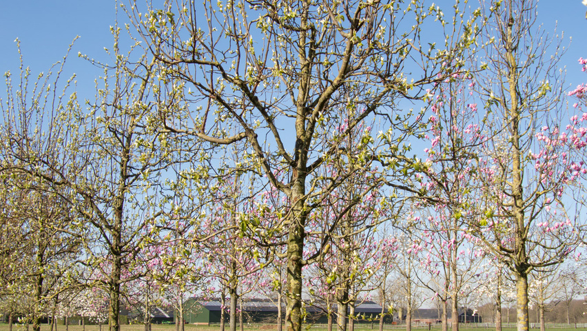 Cydonia oblonga 'Vranja' hochstämmig