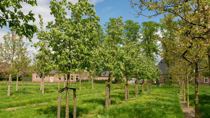 Cydonia oblonga 'Vranja' hochstämmig