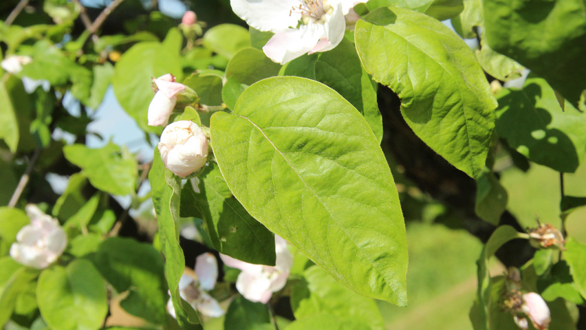 Cydonia oblonga 'Vranja' Blatt