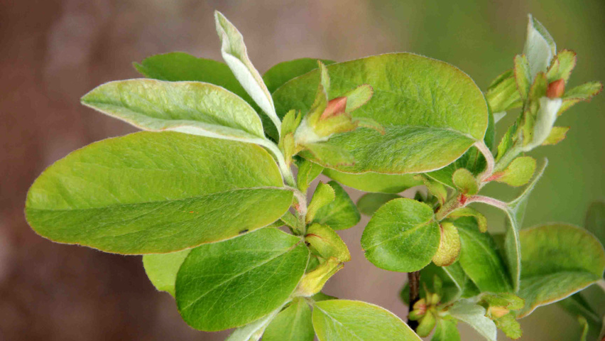 Cydonia oblonga 'Vranja' Blatt