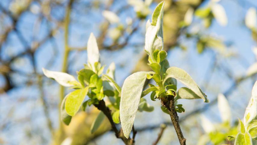 Cydonia oblonga 'Vranja' Blatt