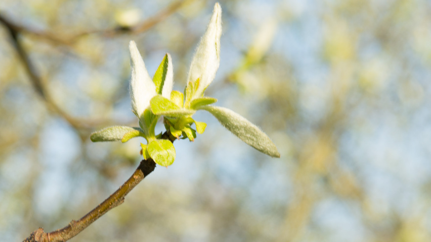 Cydonia oblonga 'Vranja' Blatt