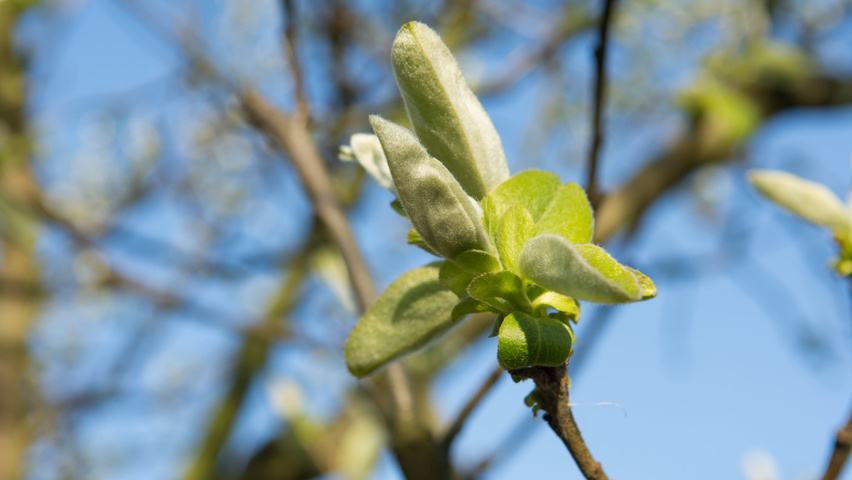 Cydonia oblonga 'Vranja' Blatt