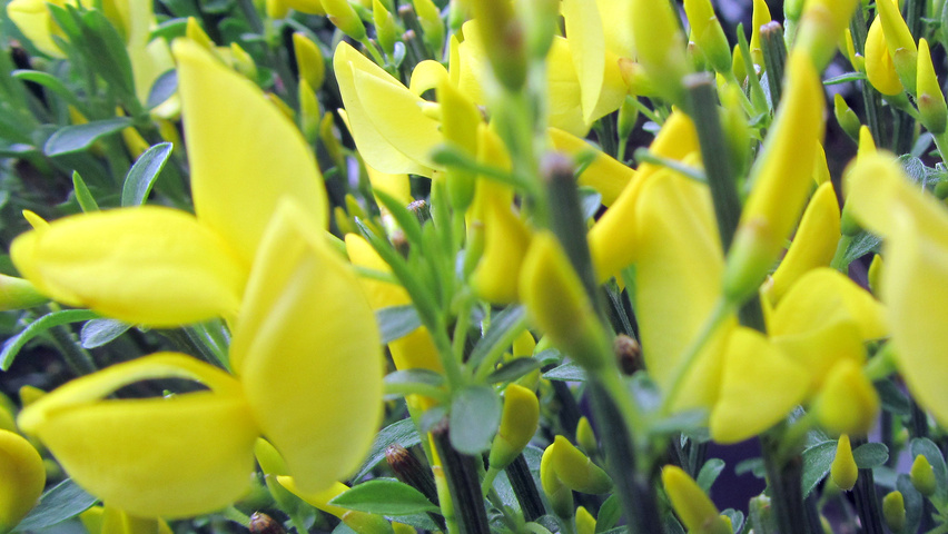 Cytisus x praecox 'Allgold' Blumen