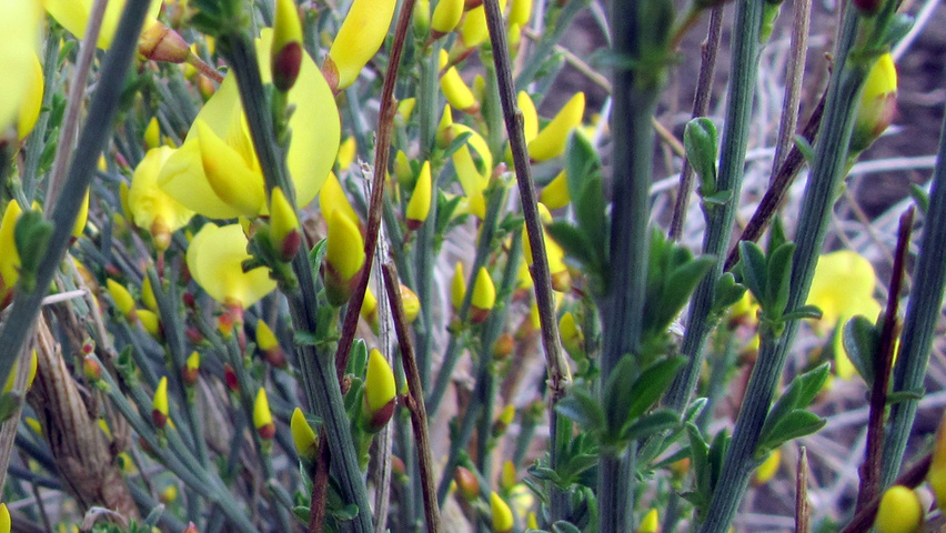 Cytisus x praecox 'Allgold' Zweige