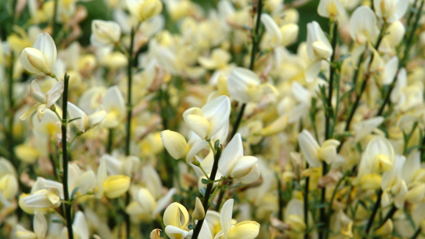 Cytisus x praecox fleurs