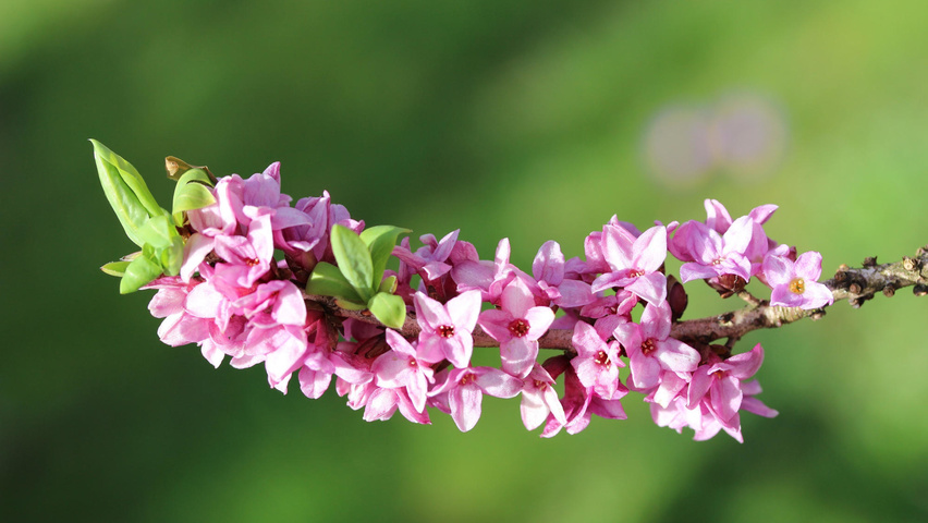 Daphne mezereum bloem