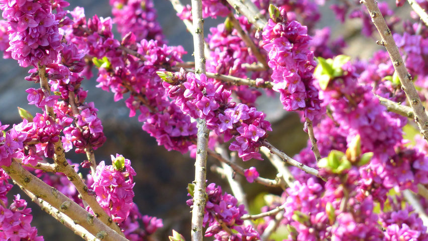 Daphne mezereum bloem