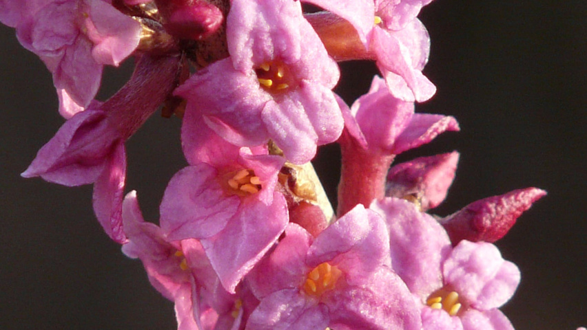 Daphne mezereum bloem