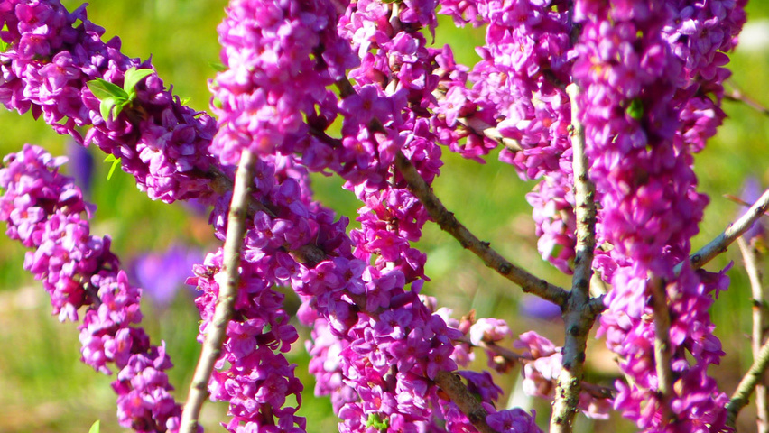 Daphne mezereum bloem