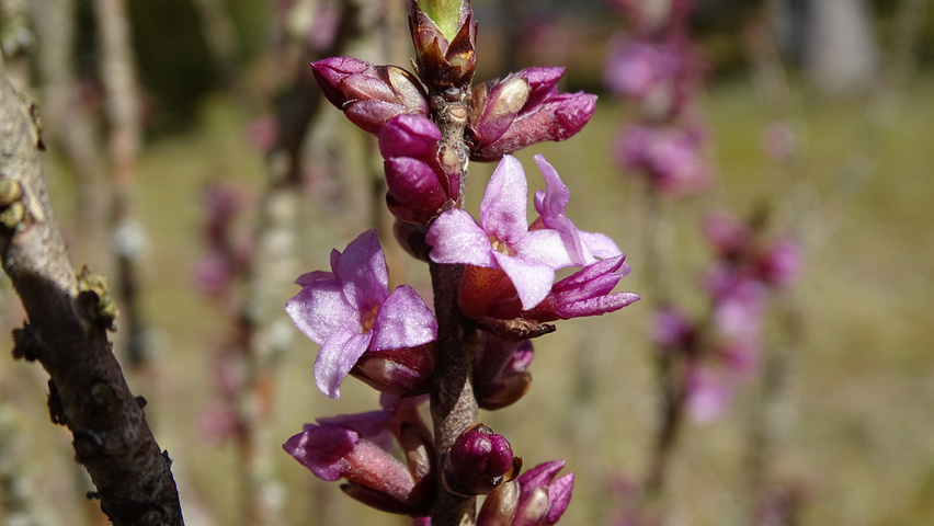 Daphne mezereum bloem