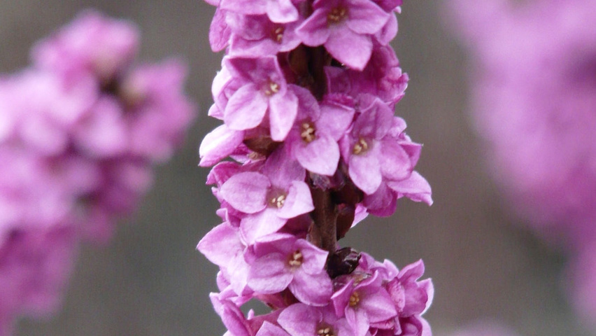 Daphne mezereum bloem