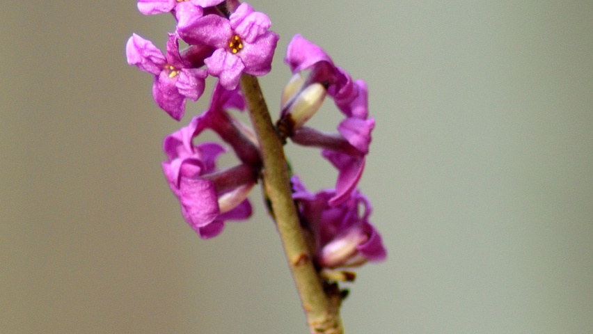 Daphne mezereum bloem