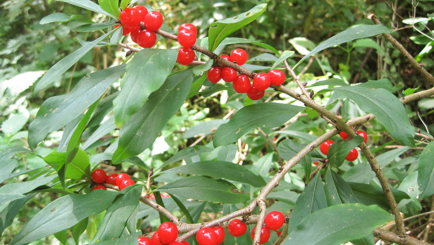 Daphne mezereum vrucht