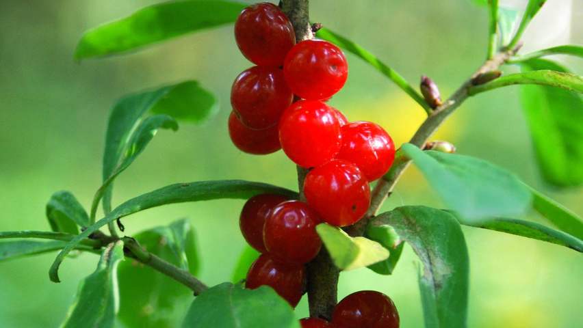 Daphne mezereum vrucht