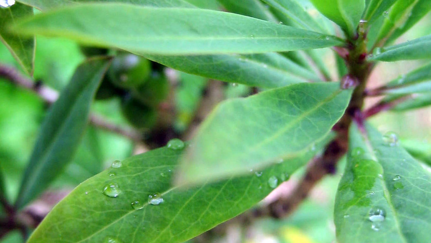 Daphne mezereum blad