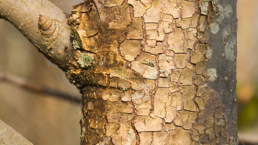 Davidia involucrata Rinden