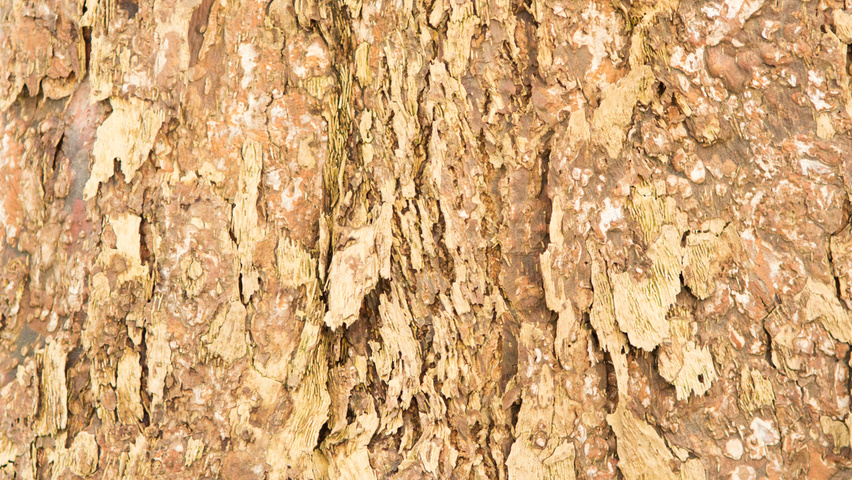 Davidia involucrata Rinden