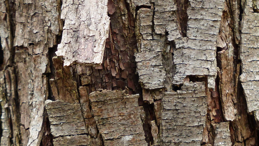 Davidia involucrata Rinden