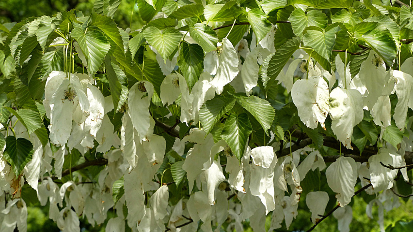 Davidia involucrata Blumen